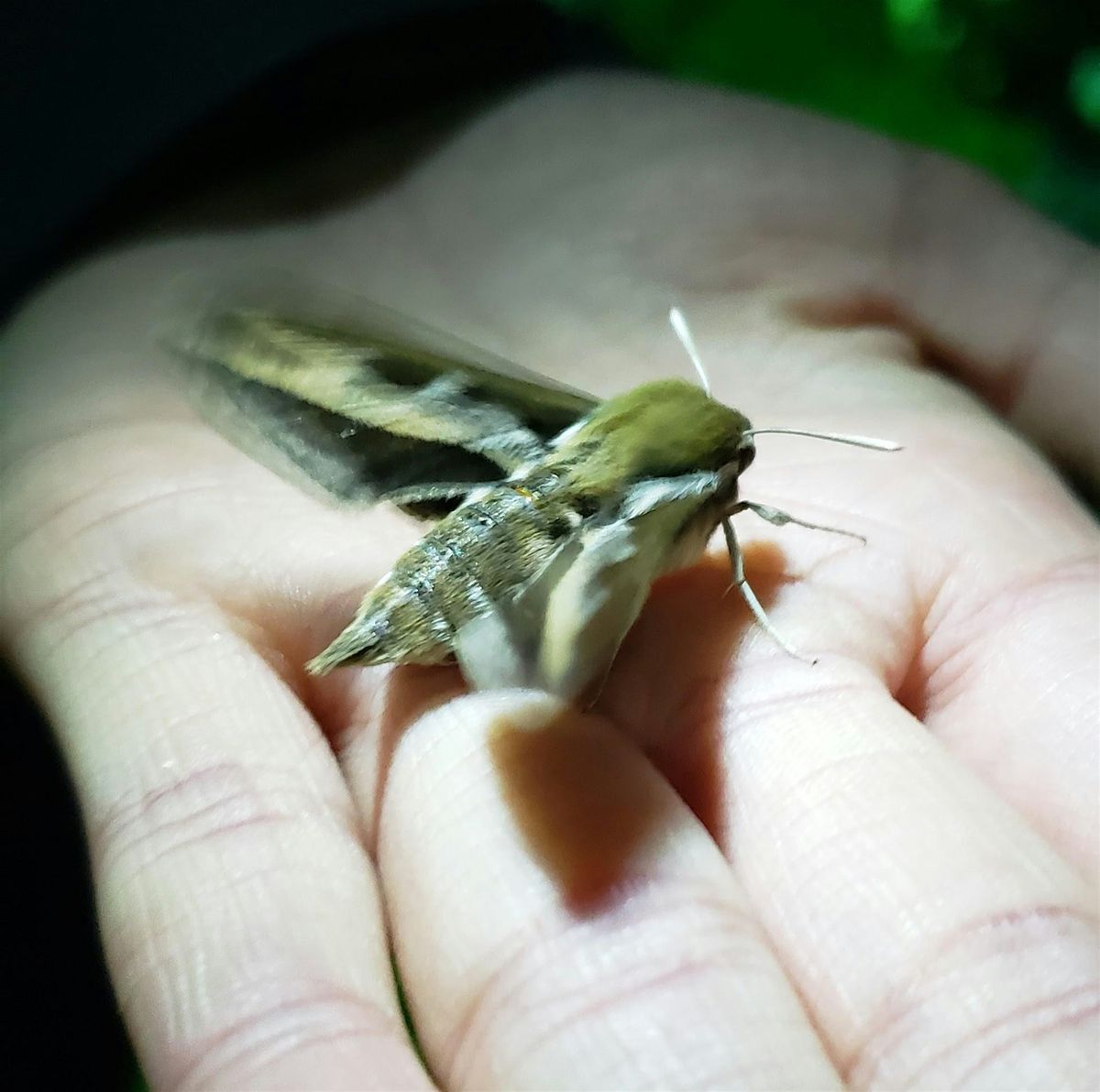 Flight By Night: Moth-lighting in the Weaselhead