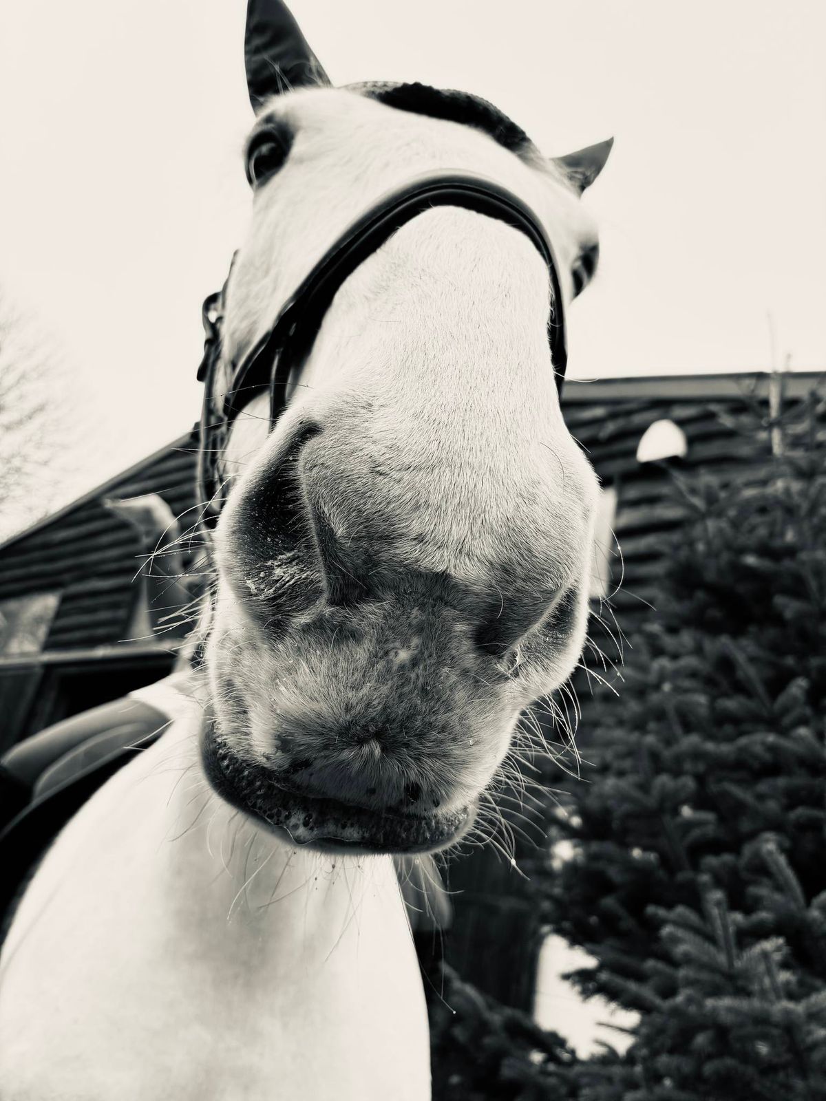 Crofton Showjumping Clinic 