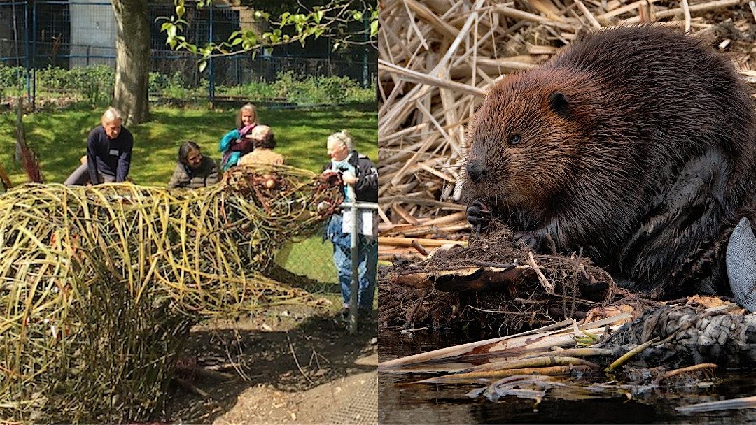 Beaver Pondering Lodging: Artist Discussion & Community Clean-Up