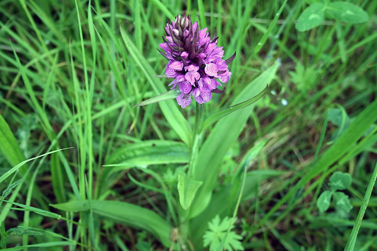 NWT Holme Dunes - in search of flowers, plants and butterflies