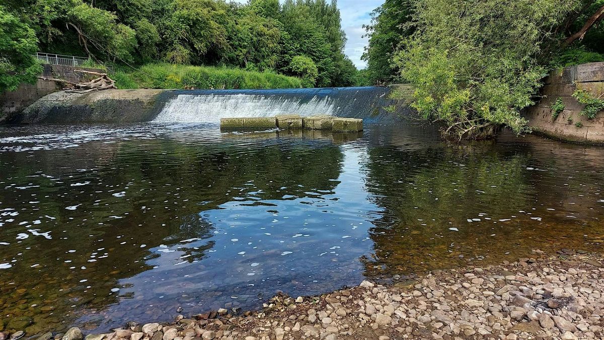 Chilled Out Walk: Bank Holiday Kirkstall Nature Reserve