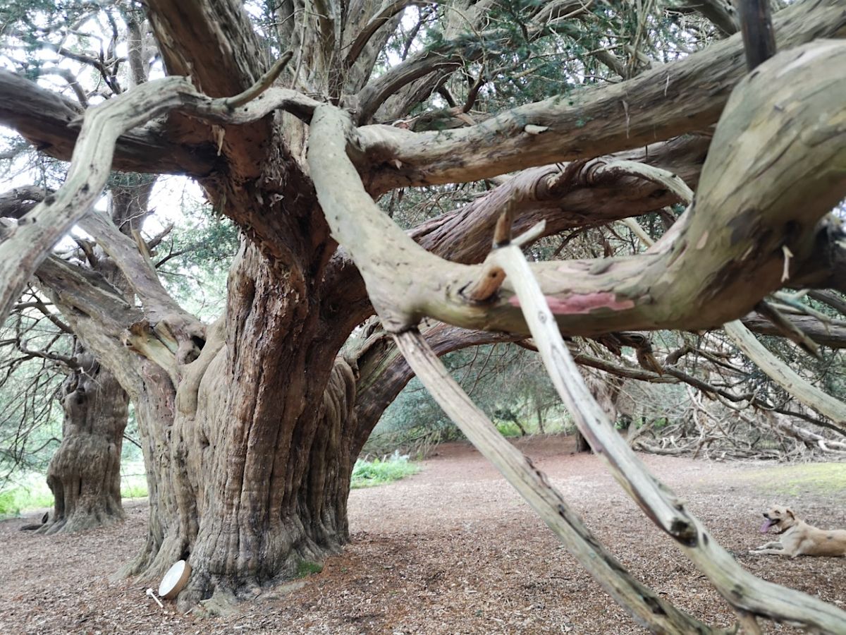 Samhain Yew Tree Shamanic Initiation into Her Mysteries