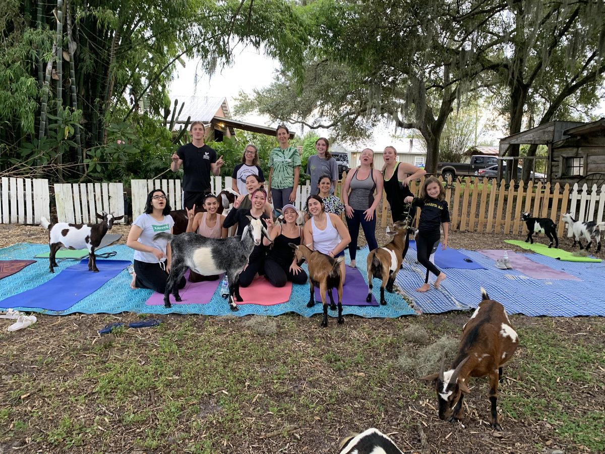 Goat Yoga in Sarasota