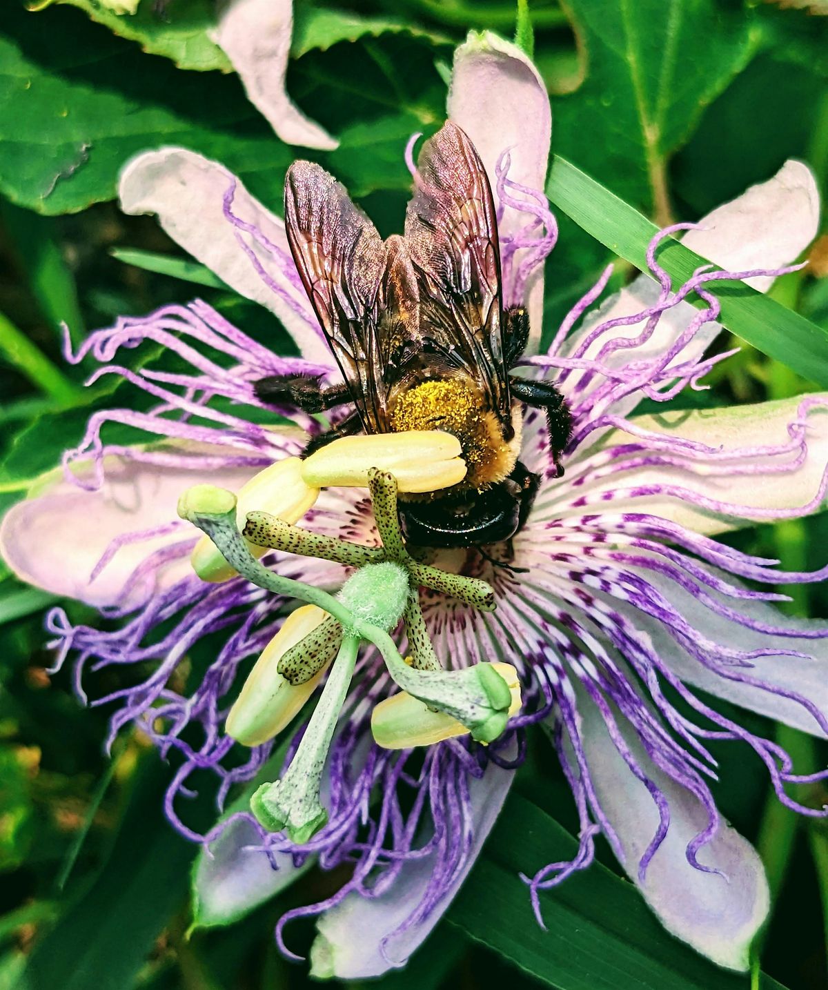 Discovering the Magic of Pollinators