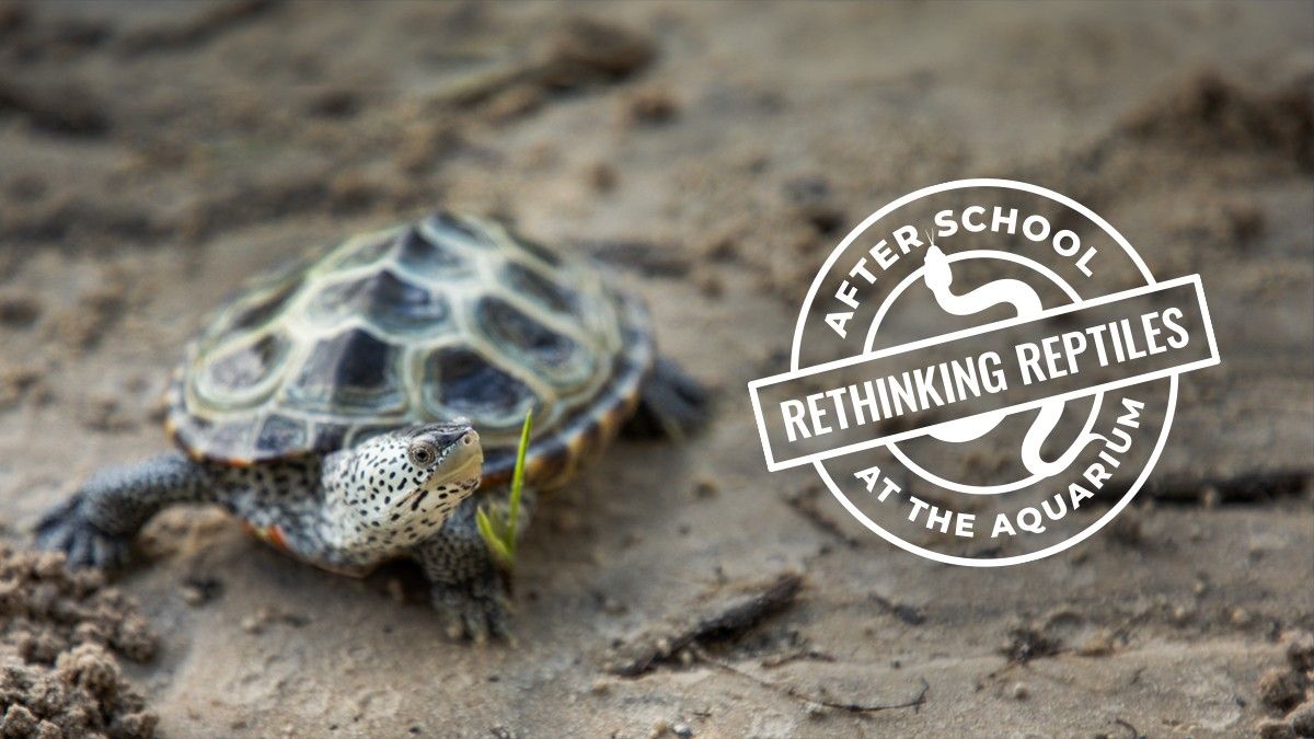 After School at the Aquarium: Rethinking Reptiles