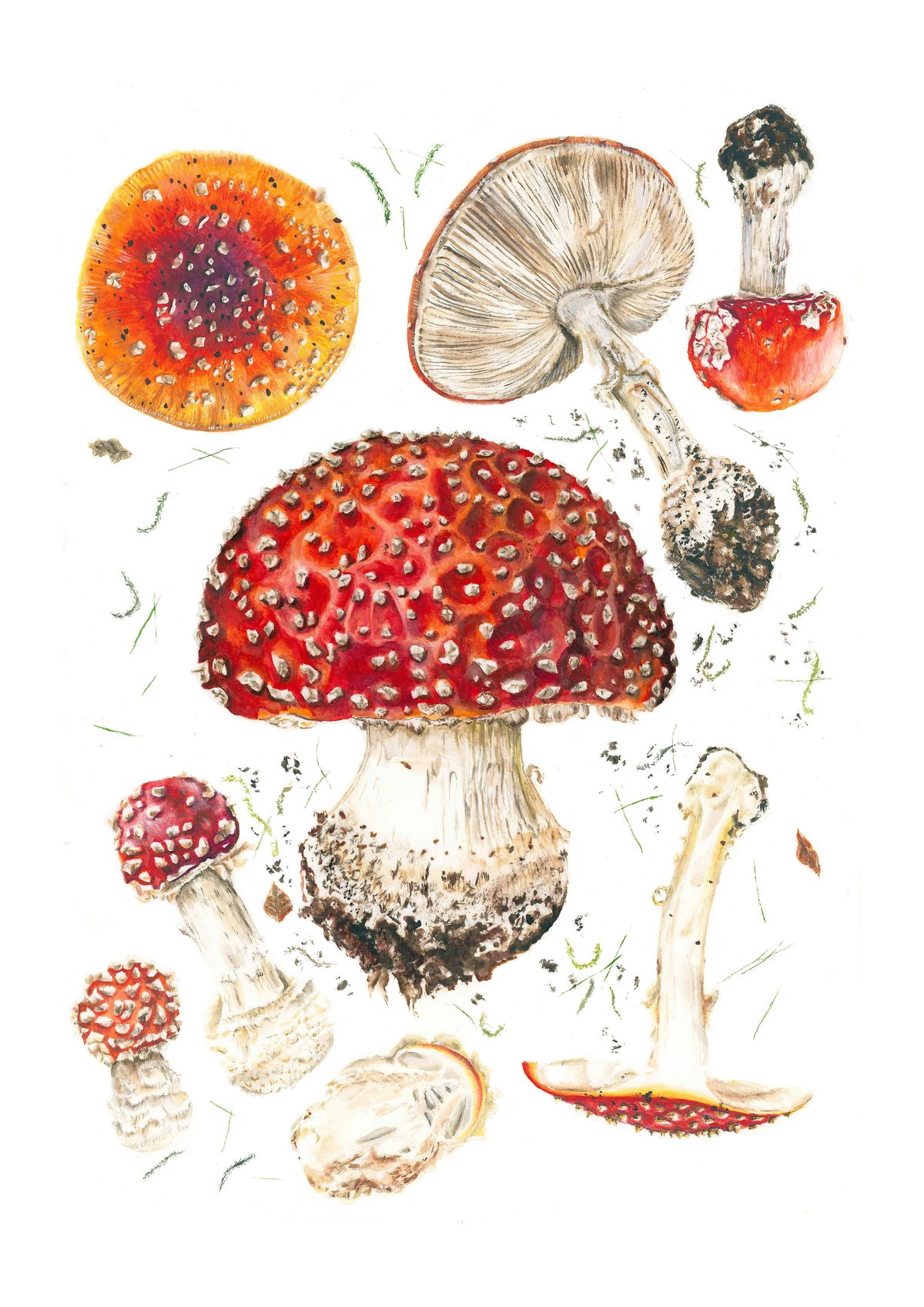 Watercolour Mushrooms