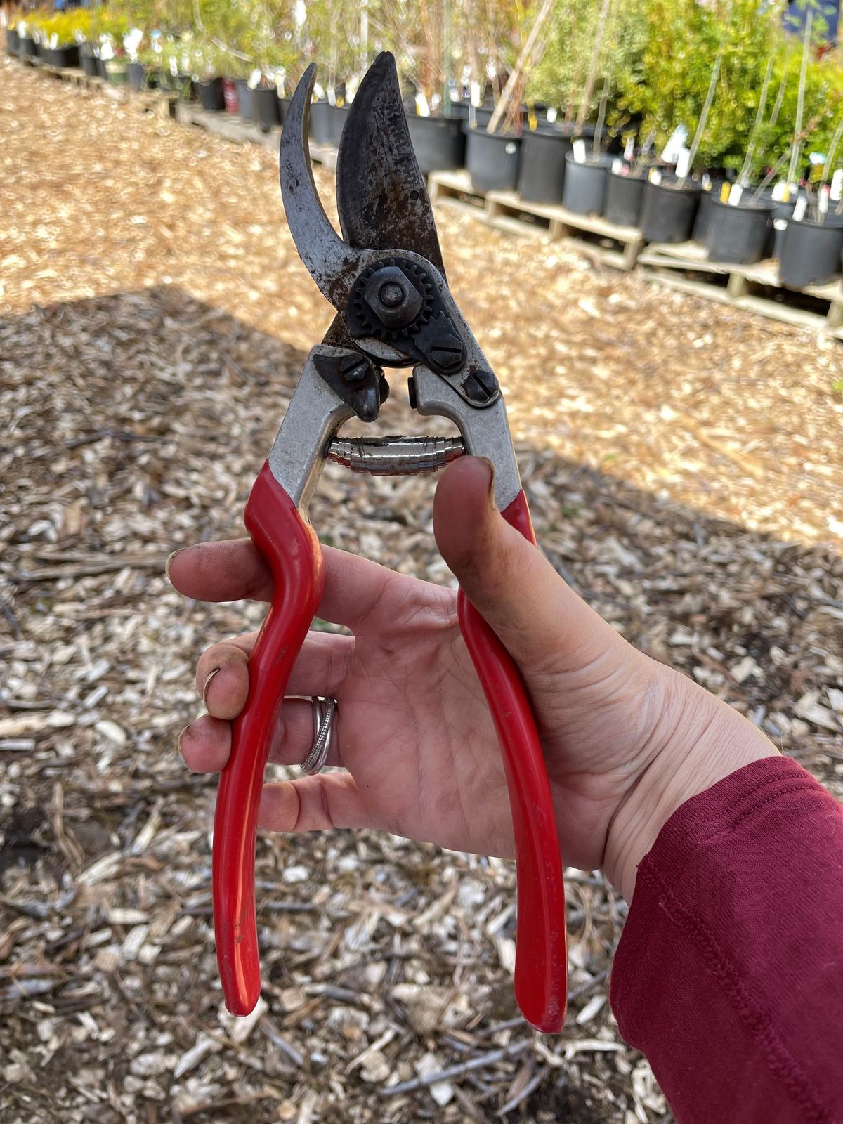 Garden Tools: Cleaning and Sharpening at Closed Loop Park Demonstration Garden