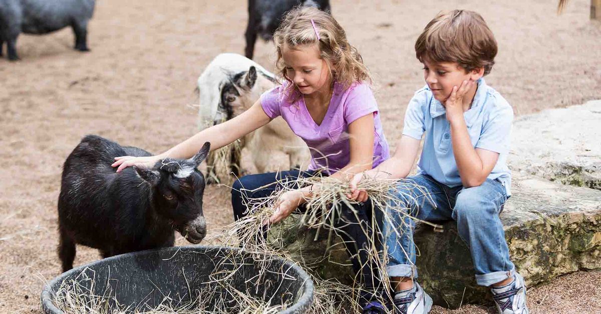 Classic Car Show and Petting Zoo