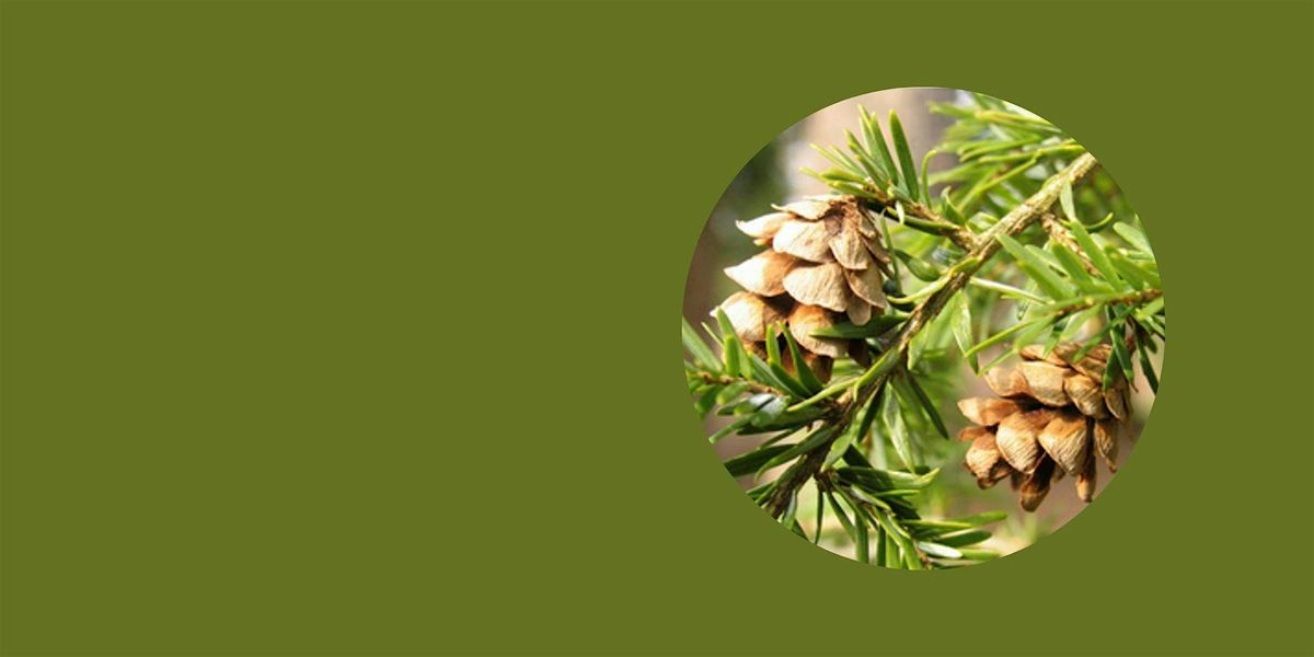 Conifers: Junior Naturalist Series