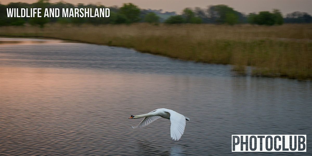 Photography : Wildlife and Marshland nr Glastonbury Somerset