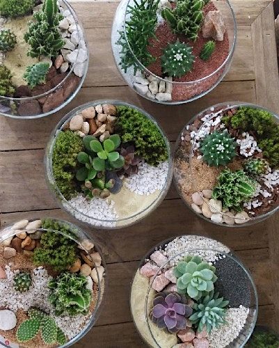 Plant Nite: Make a Succulent Terrarium