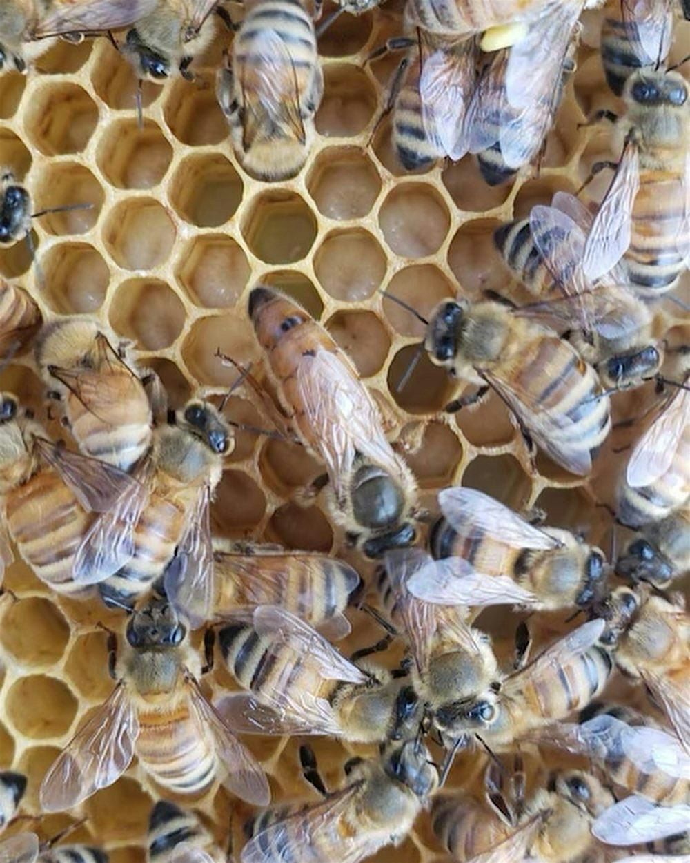 Keeping Bees Through the Winter