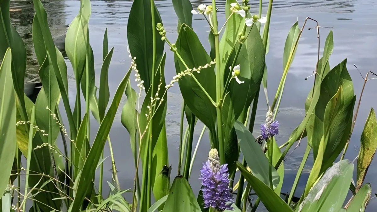 2025 Lakes & Ponds Education Day