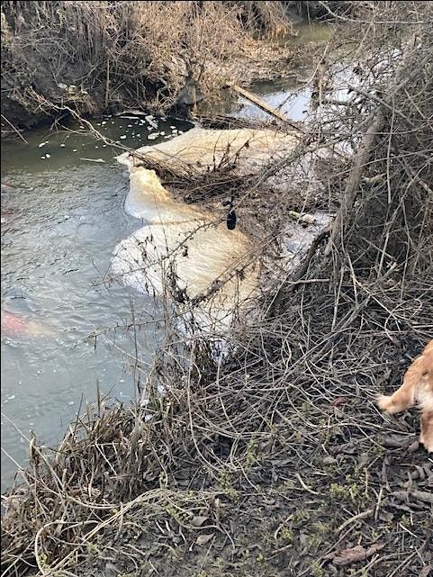 Our Polluted River Avon