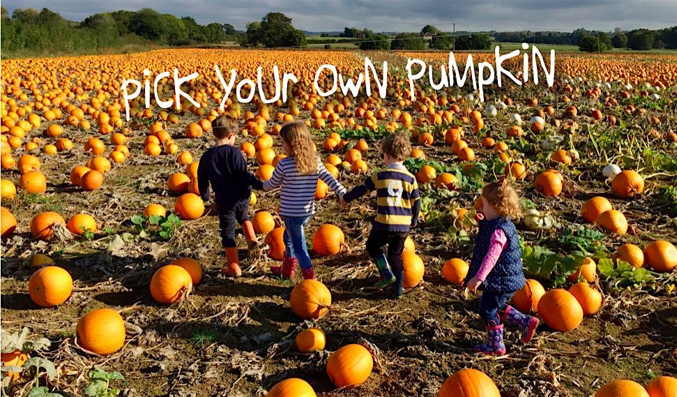 Pick Your Own Pumpkin,  Nr Ashford, Kent