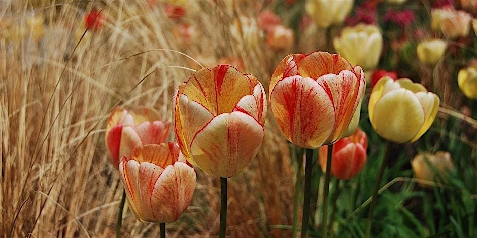 Bulbs, Corms, Rhizomes and Tubers