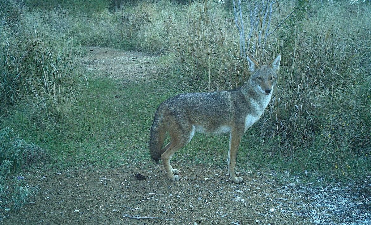 Growing Up Wild: Wild Dogs