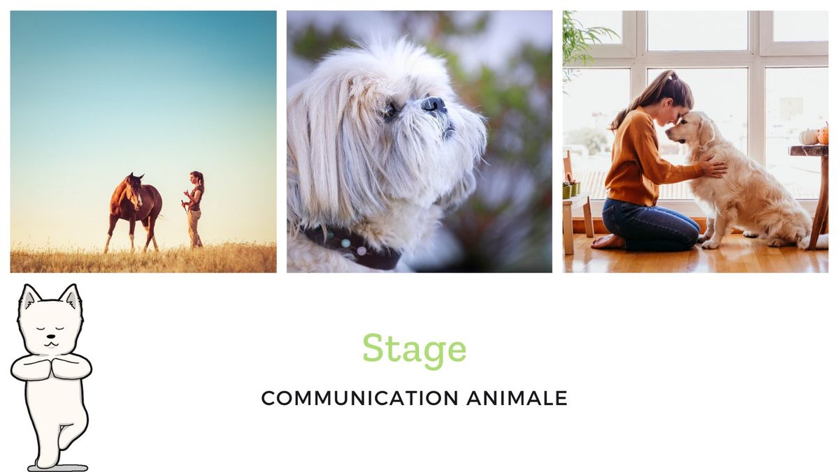 Stage communication animale