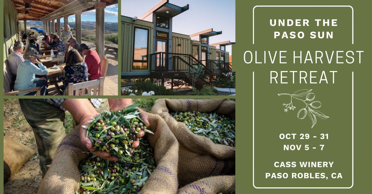 UNDER THE PASO SUN | OLIVE HARVEST RETREAT