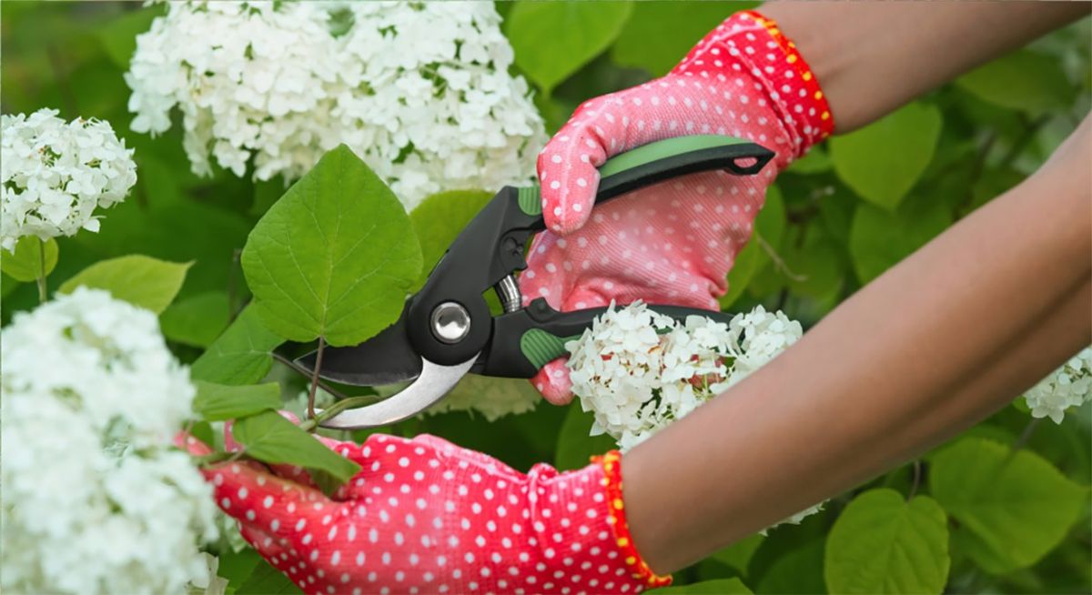 FREE workshop: Pruning with purpose