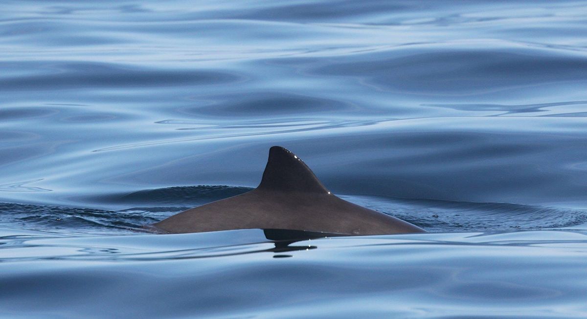 Sea Watch December Survey - Watchet "Porpoises and Poetry"