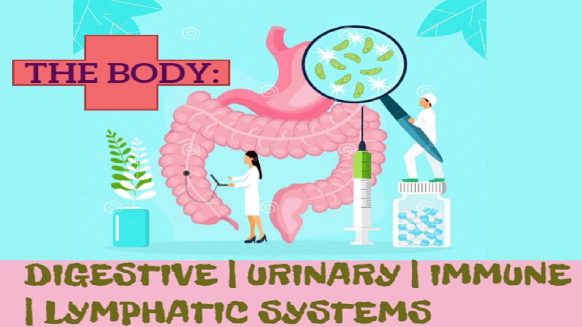 THEME: BODY-DIGESTIVE | URINARY | IMMUNE | LYMPHATIC SYSTEMS