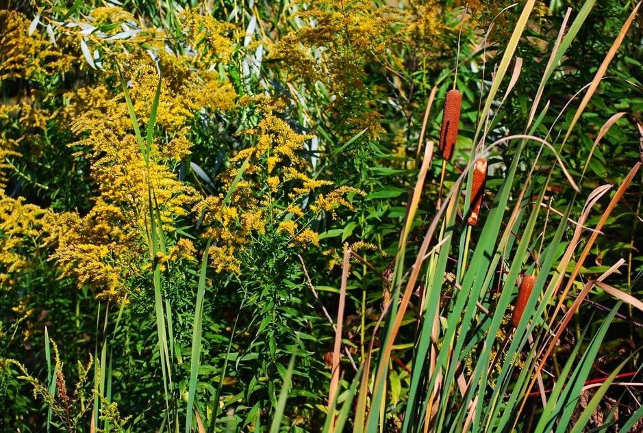 JVAS Millbrook Marsh Walk with Courtney Kissel and Angie Spagnoli