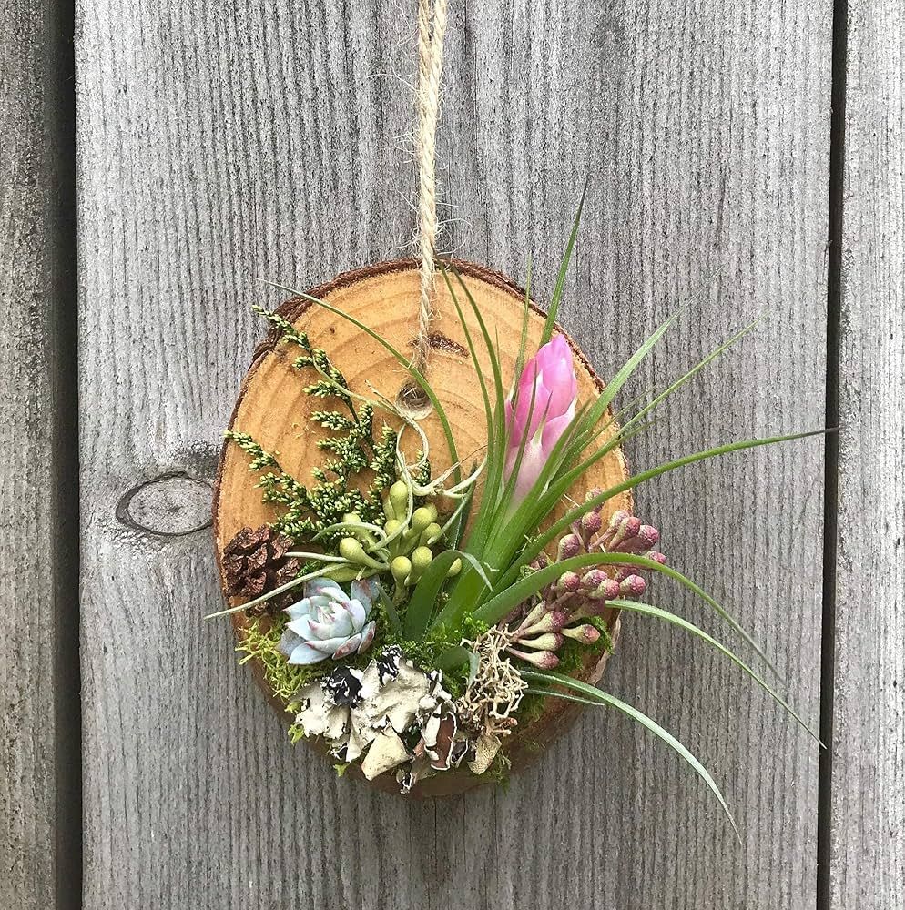 Holiday Succulent \/ Air Plant Ornament Workshop