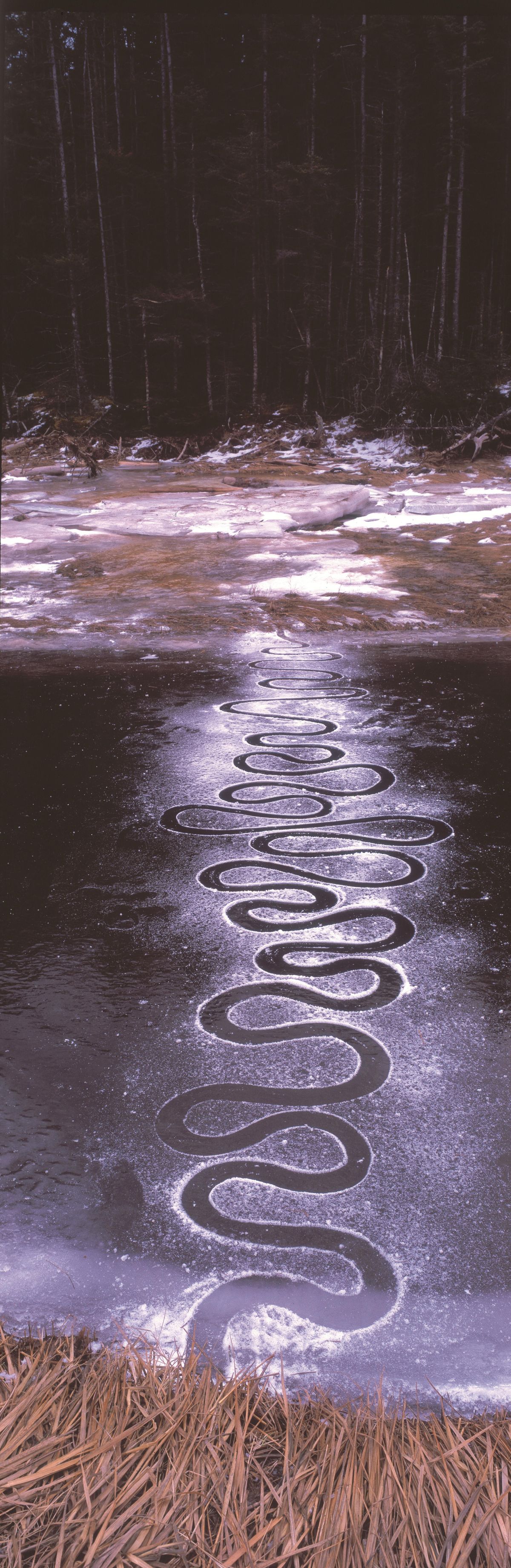 Rivers and Tides - Andy Goldsworthy Working with Time (2000)