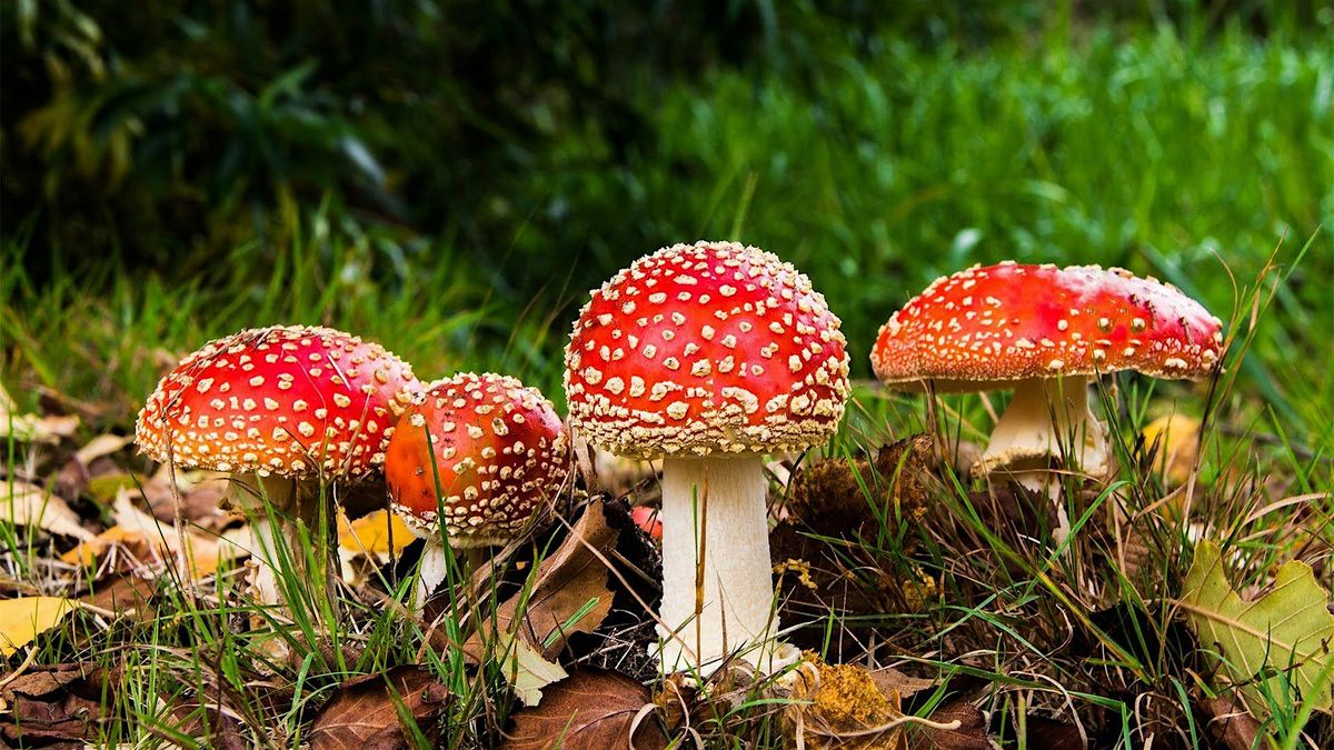 Clay Mushroom Sculptures (13-18yrs)