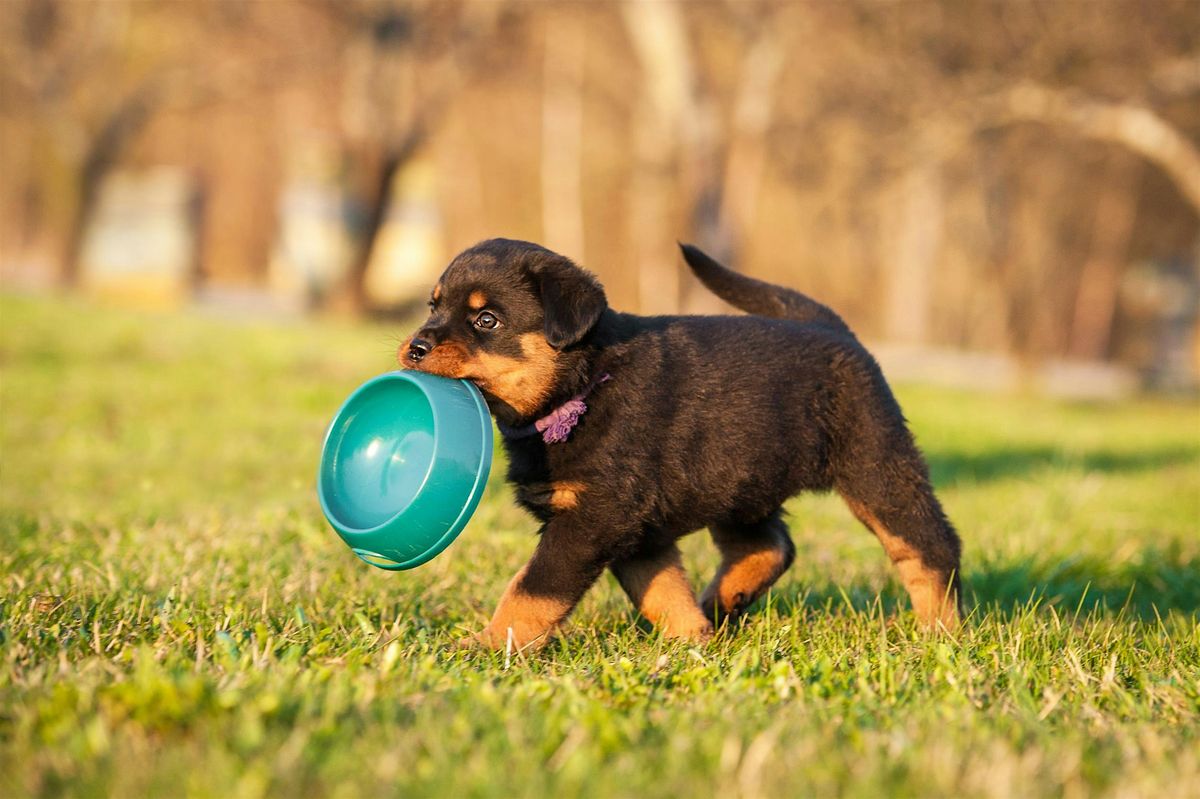 Puppy Start Avond Sint-Denijs-Westrem