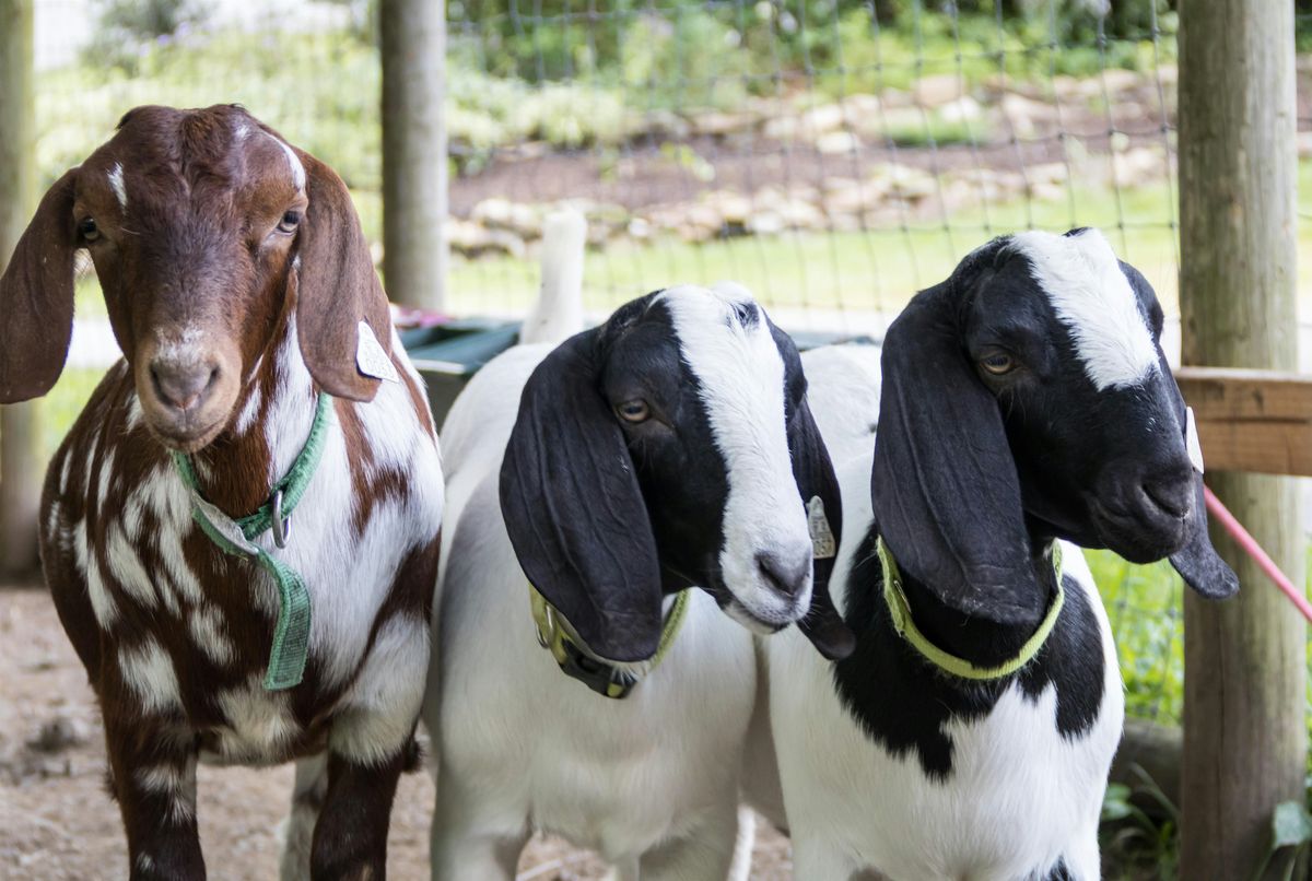 Master Goat and Sheep Certification Program