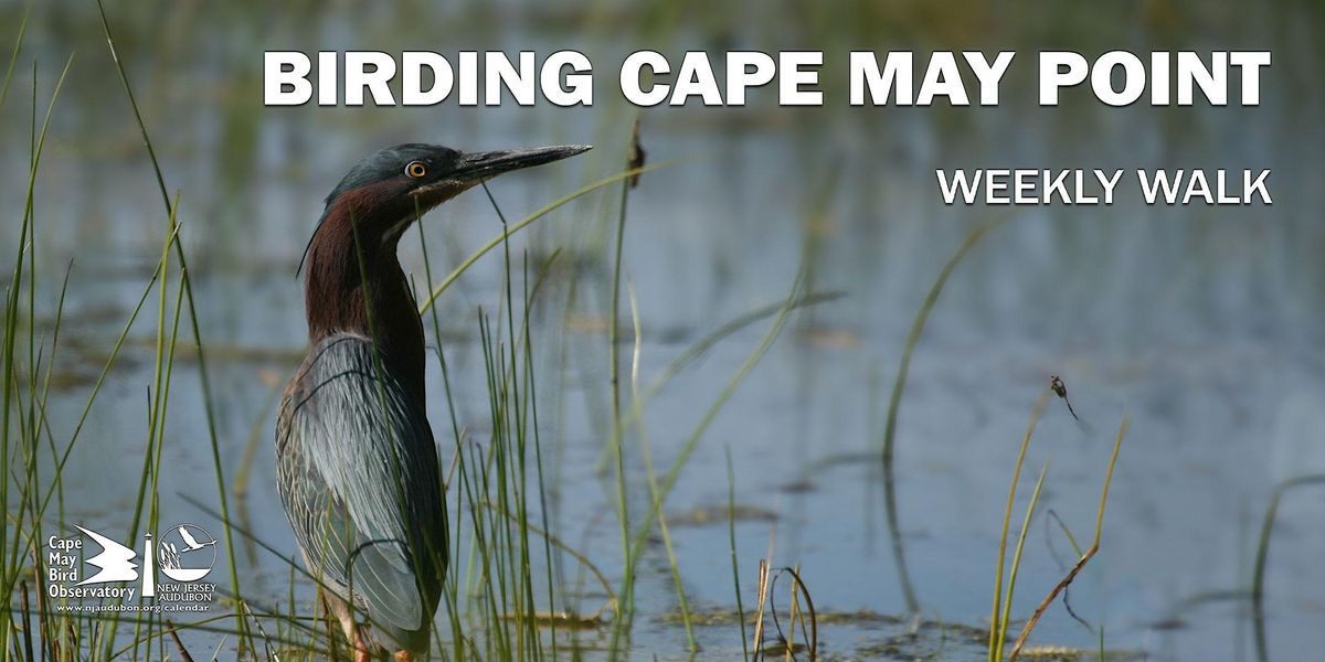 Birding Cape May Point