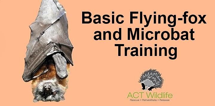 Basic Flying-fox and Microbat Training, Online, 17 September 2022