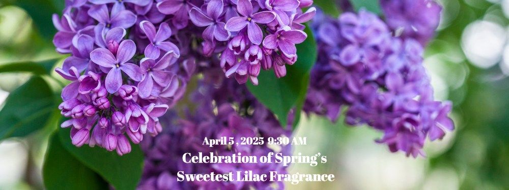 Free Garden Class: Celebration of Springs Sweetest Lilac Fragrance