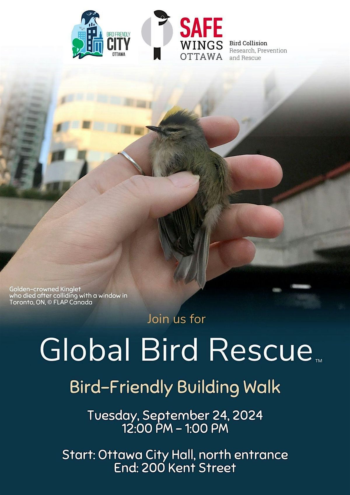 Copy of Bird-Friendly Building walk