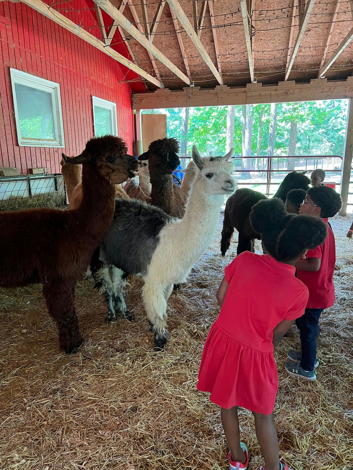 Weekend Alpaca Barn Tour at Creekwater Alpaca Farm