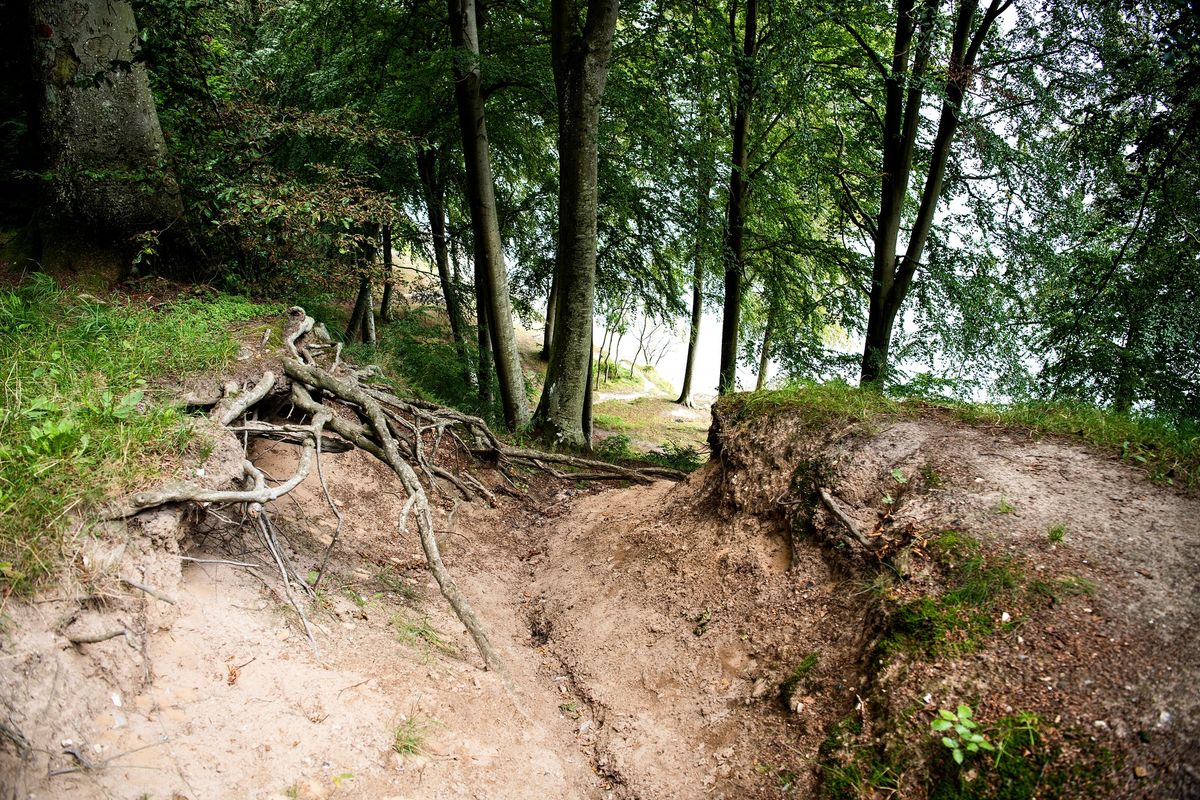 Hemmelige stier og r\u00f8verhistorier i Staksrode Skov