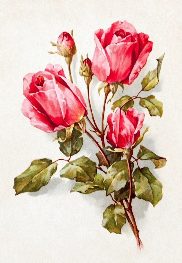 Painting Roses and Other Flowers in Watercolour