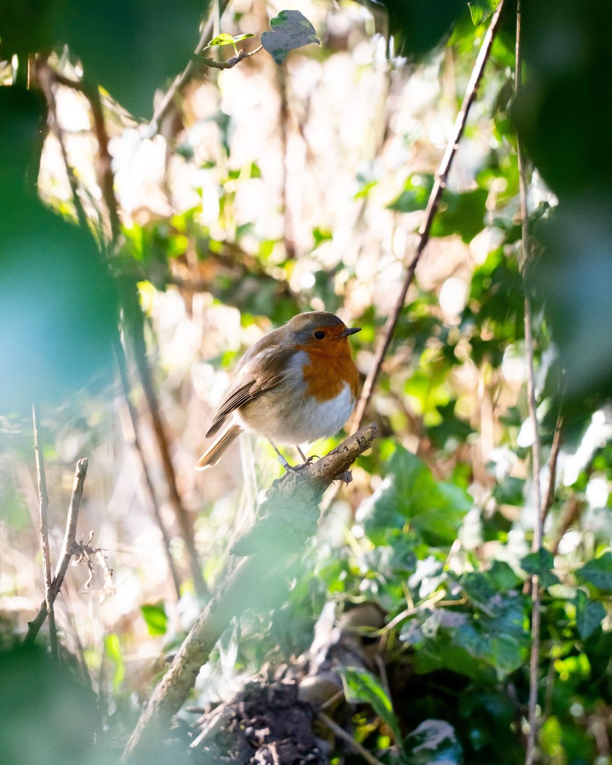 Winter Wildlife Photography