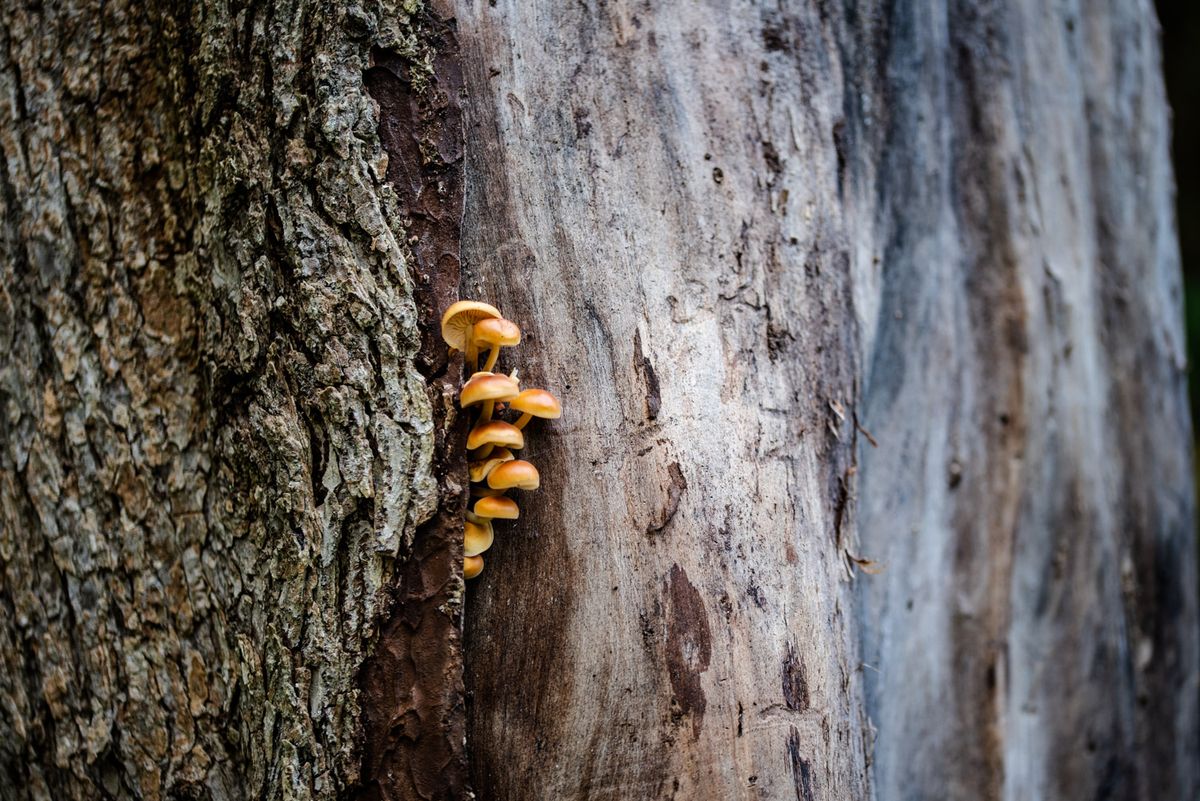 Sustainability at Home: Foraging the Forest's Foods