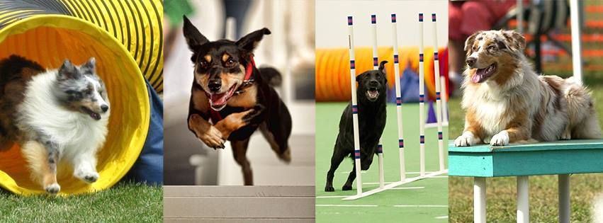 CPE Agility Trial