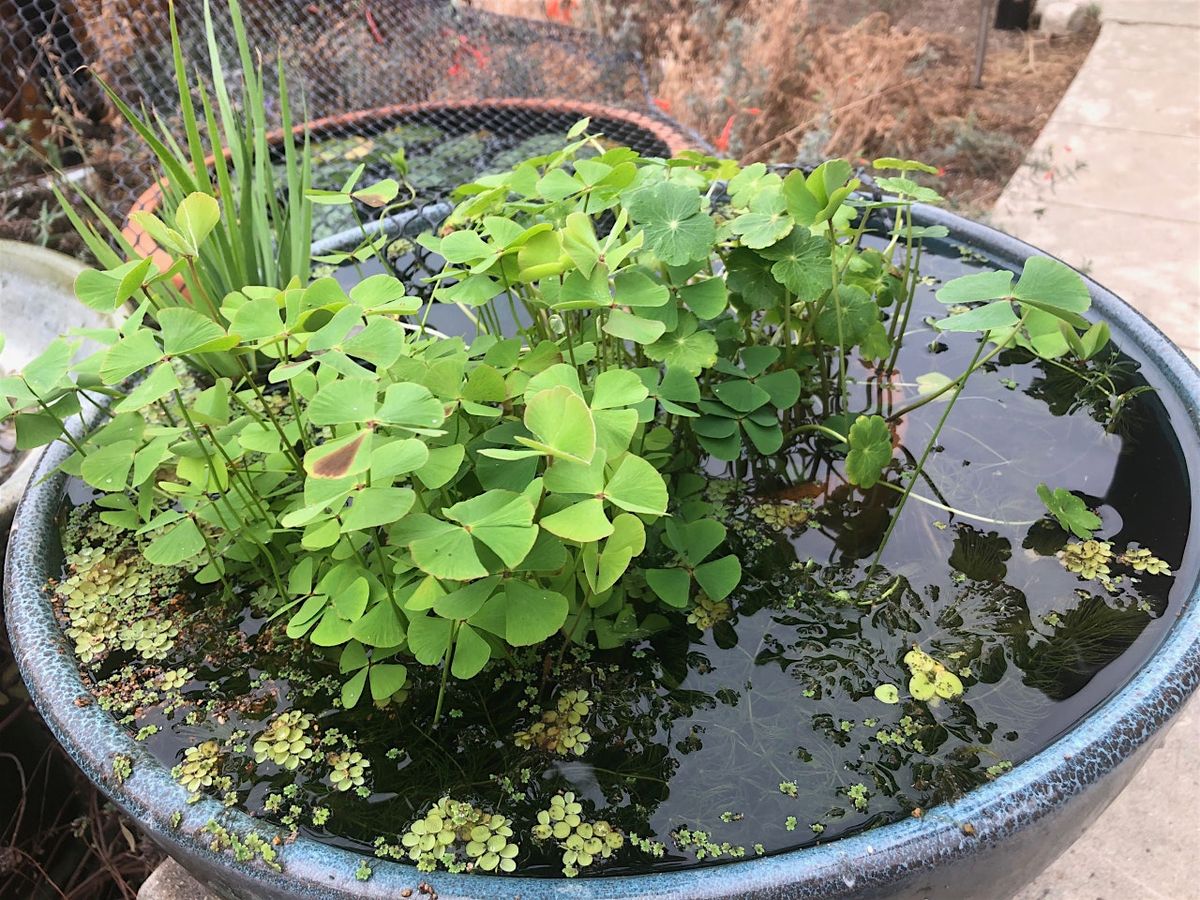 Native Plant Water Gardening in Containers with Andrew Chaves