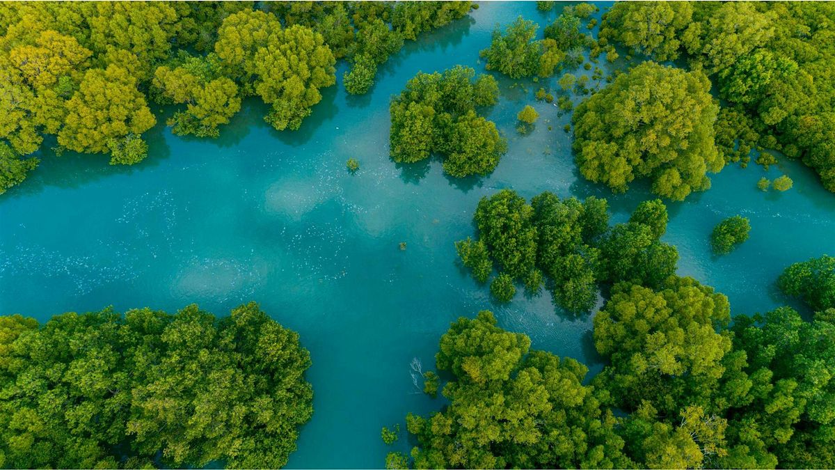 Magnificent Mangroves