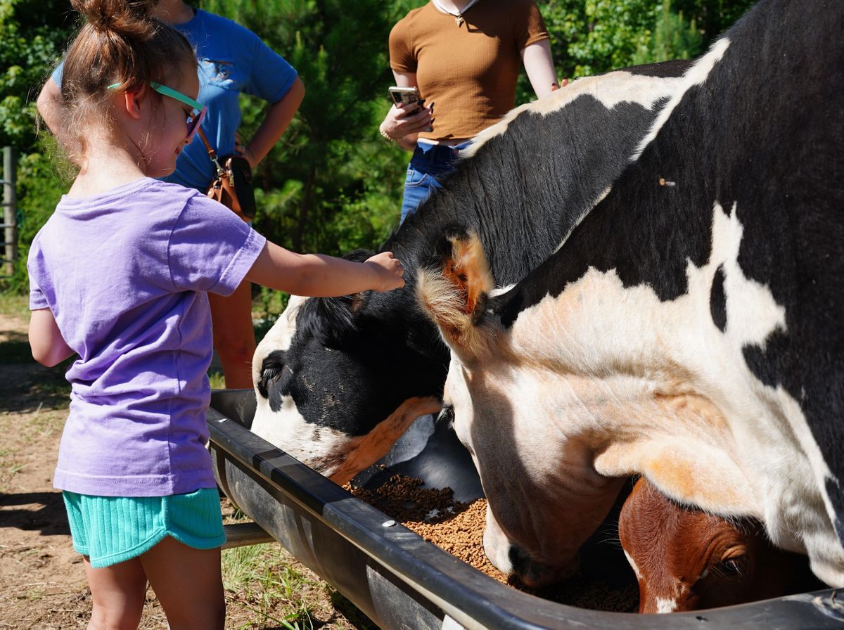 Pet a Cow Farm Tour