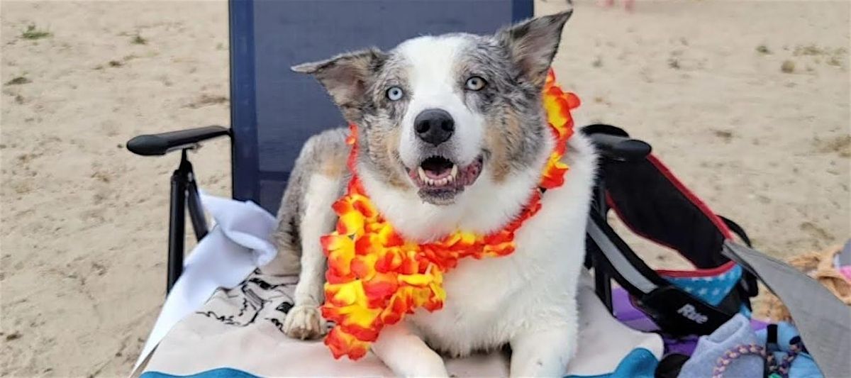 Home For Life\u00ae Animal Sanctuary's Beach Party