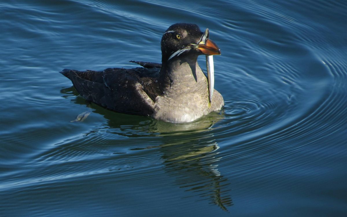 Recognizing Avian Behaviors: Marine Birds