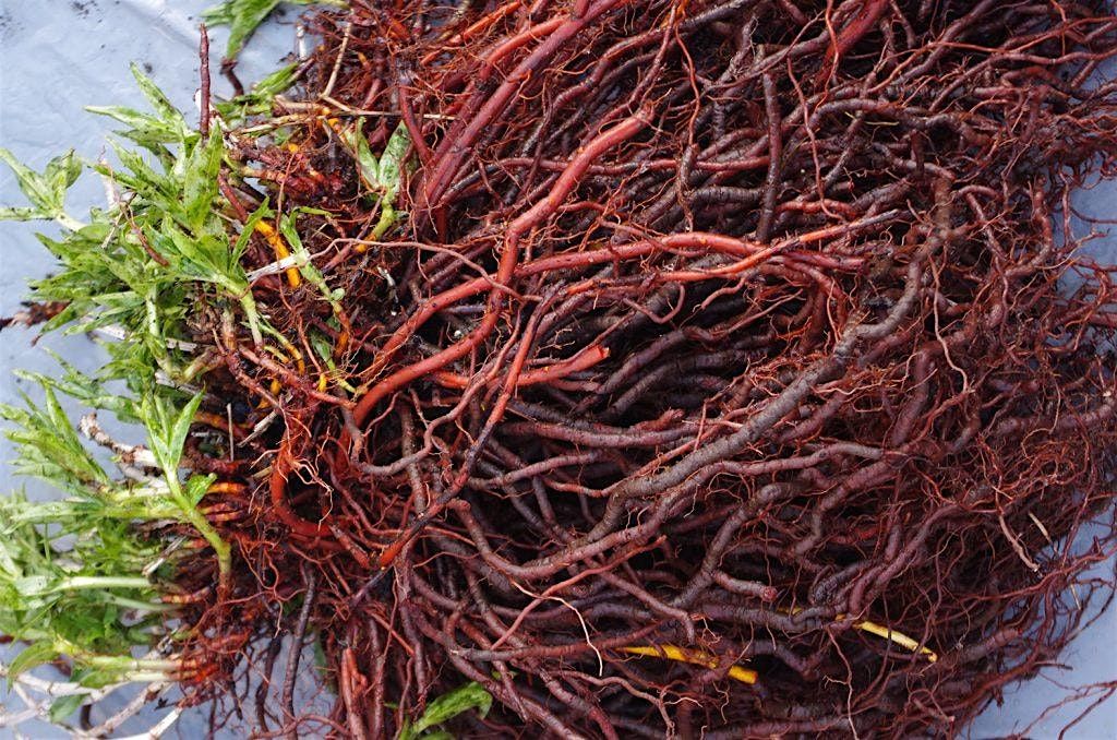 Madder Root: Harvest & Dye