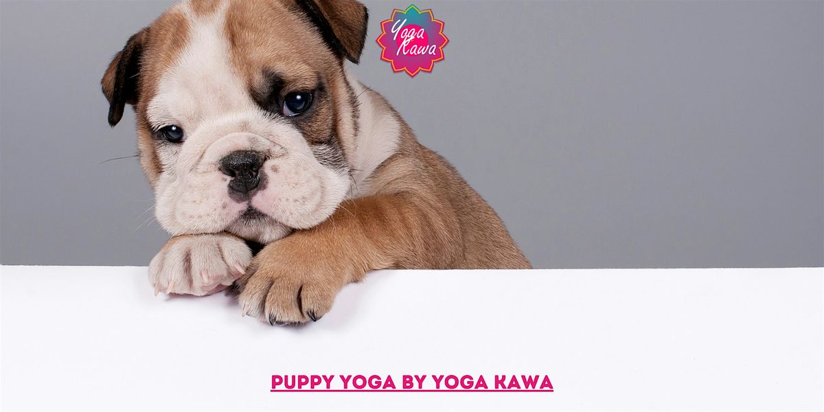 Puppy Yoga (Family-Friendly) by Yoga Kawa Markham English Bulldogs