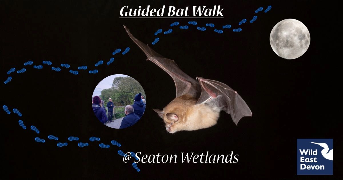 Guided Bat Walk